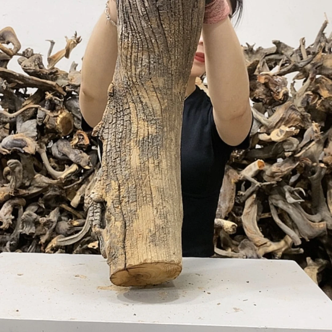 【闪购商品】柏木一***力我们都是好孩子