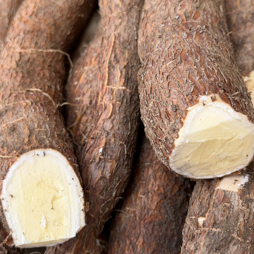 黄心木薯面包糖水华南九号木薯无需漂水直接蒸煮粉糯（木薯种子）