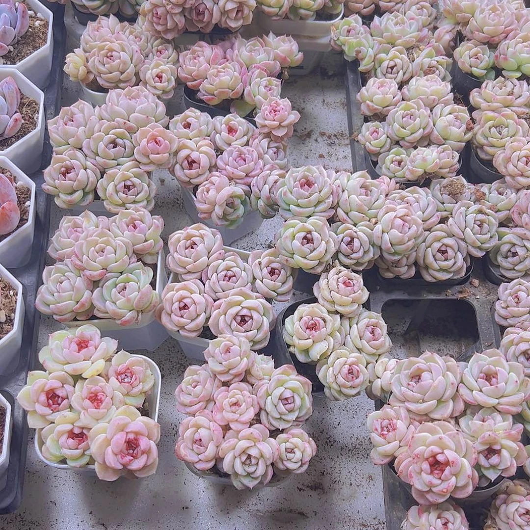 5头起天鹅龙逗号