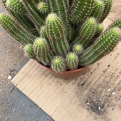 新白糖白糖3678888