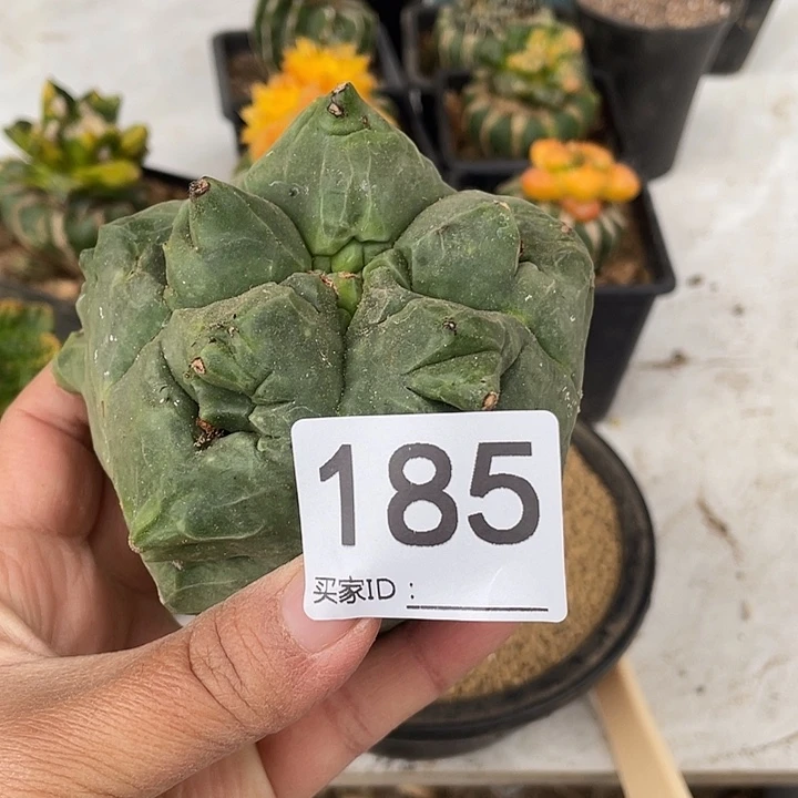 185号龟甲仙人球无根