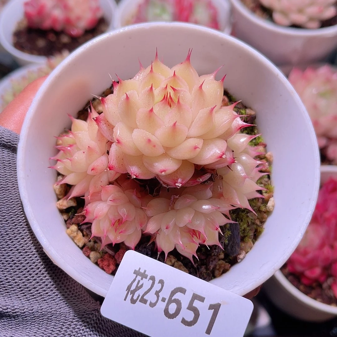 花23-651海王群生