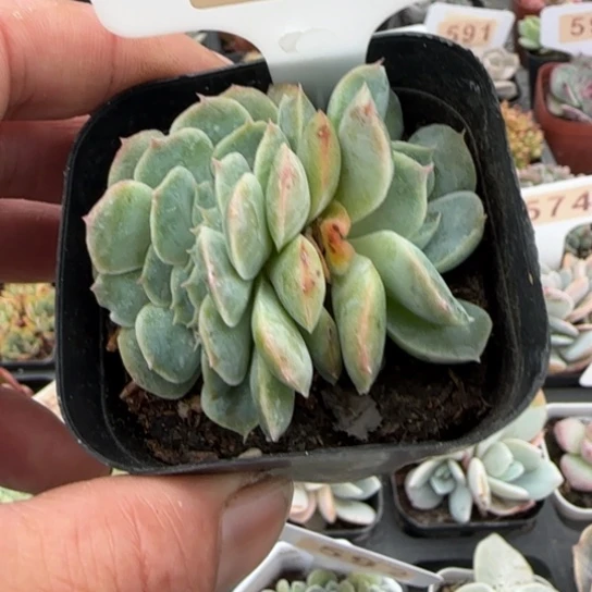 554香妃缀一物一拍多肉