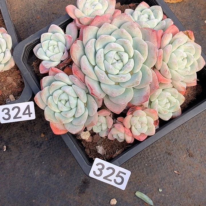 325冰玉 一物一拍多肉