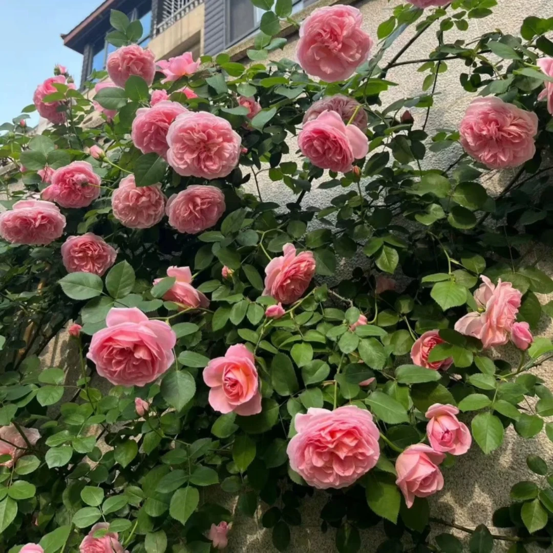 舍农索城堡的女人们藤本月季花大苗蔷薇爬藤四季开花卉植物特大花