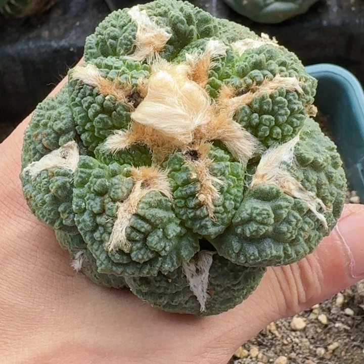 无花朵福利苗接大尤龟甲593