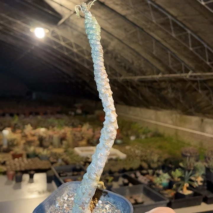 满38包邮2天凑单，脱土晾根发货多肉植物琉桑