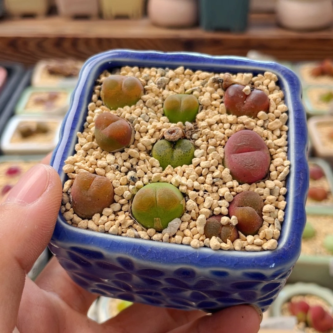 无花朵8744 -一物一拍 带盆