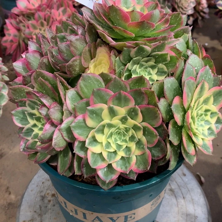 1592海王多肉植物