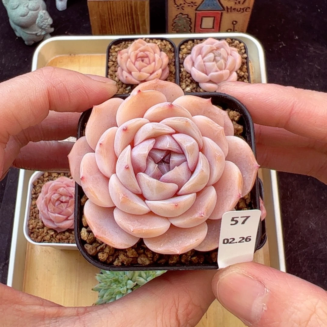 好看没名字57、哈哈