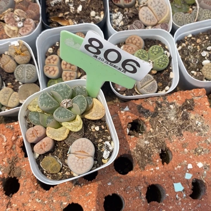 8****5生石花等植物806