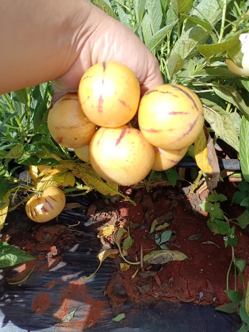 云南高原新鲜人参果