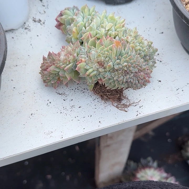 中***酱青蛙王子儿童牙膏套装11