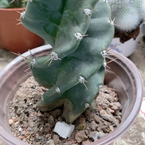 龙卷风仙人球15米仙人球