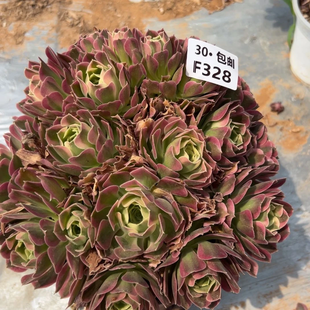 328白凤满20包邮