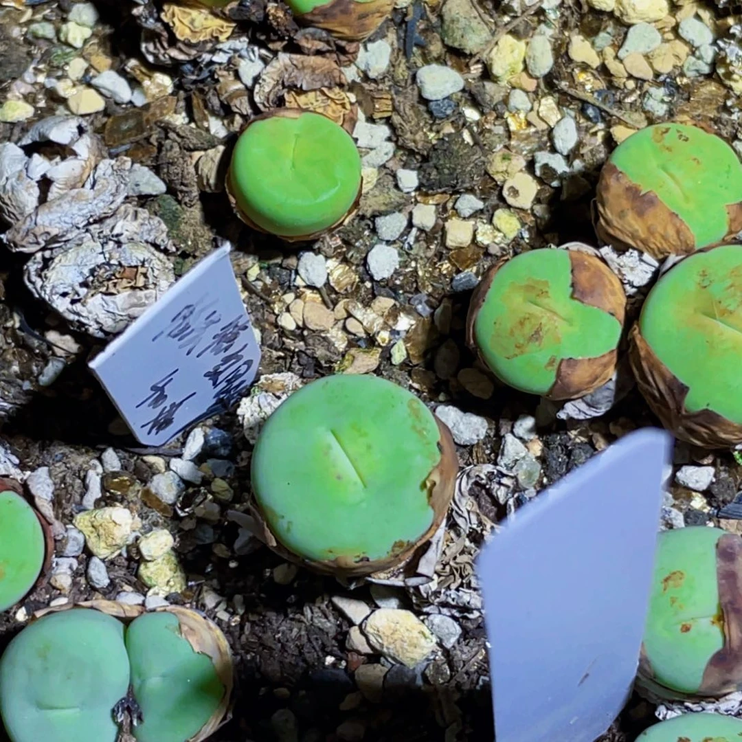 八***曼粉嘴嘴玻尿酸大嘴两头