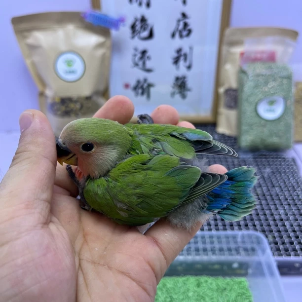 牡丹鹦鹉-学吃绿桃母Z0023