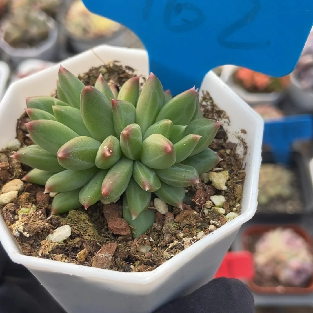 962甲骨文多肉植物