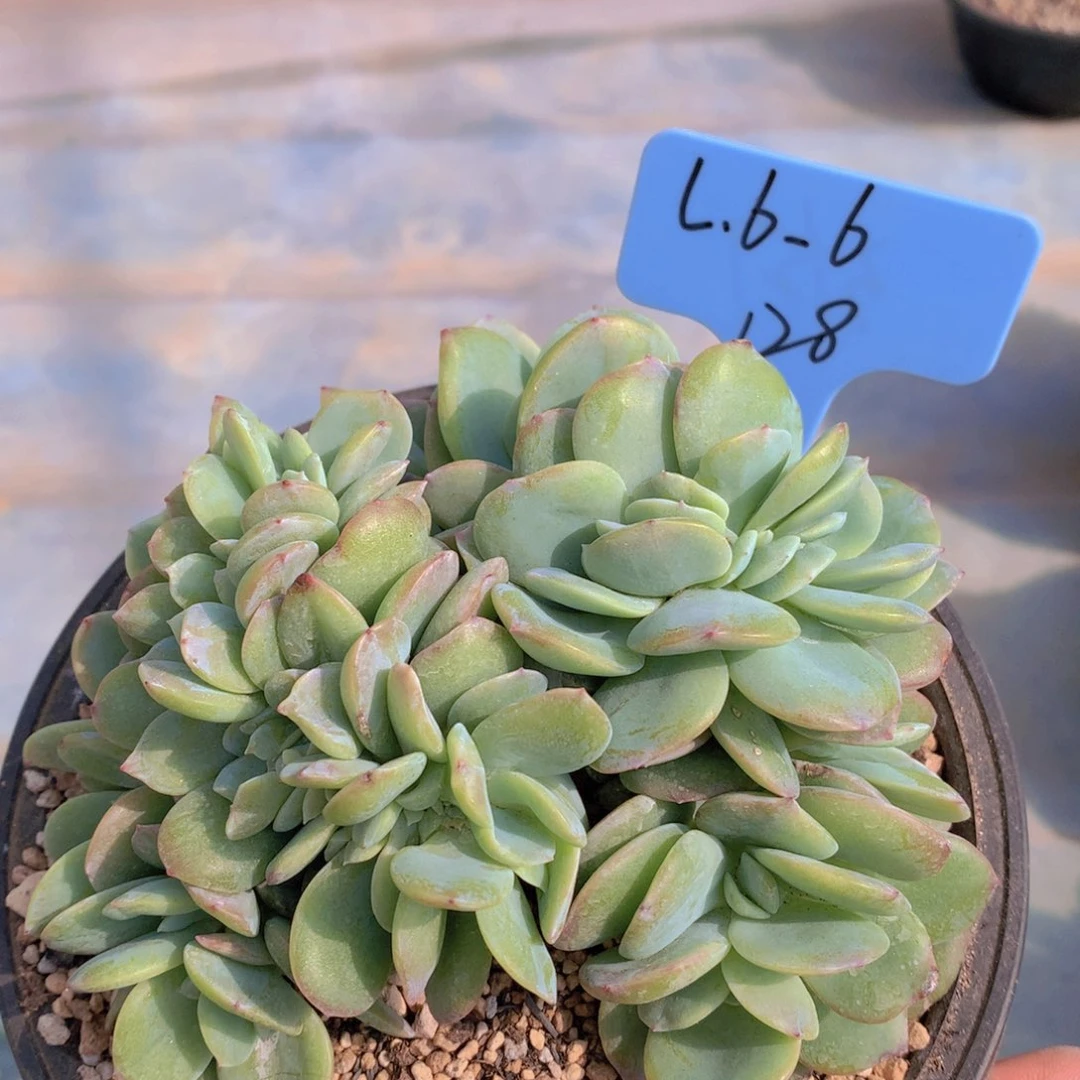 我家的小姐姐们都是我的小可爱