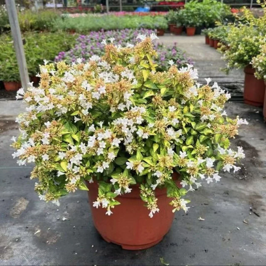 大花六道木盆栽多年生灌木耐寒耐热地栽阳台庭院花镜植物常绿矮生