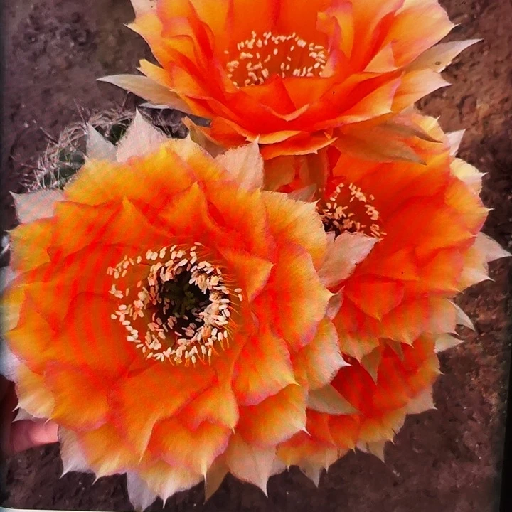 玛雅之星5公分侧芽歪满18包邮