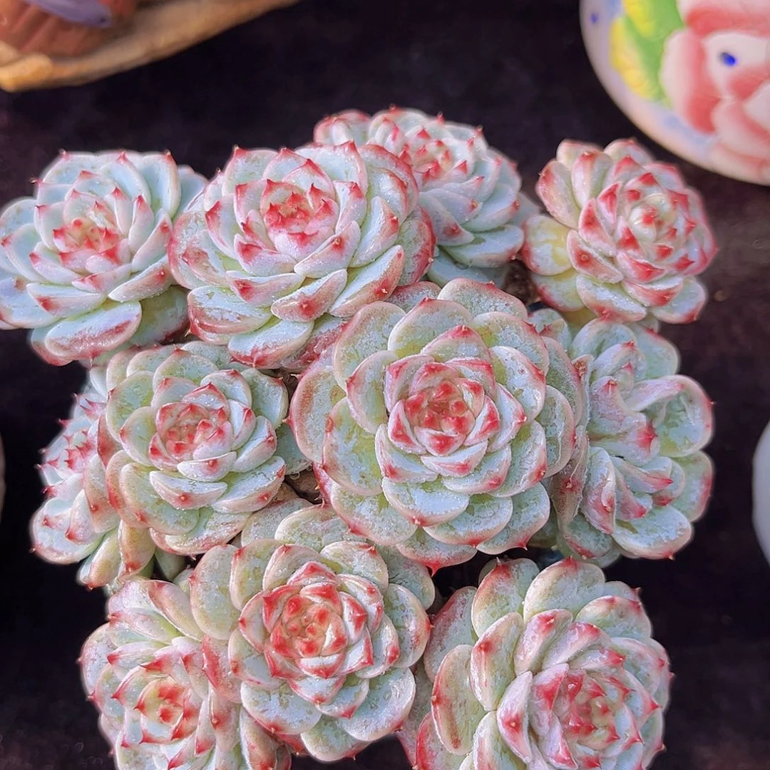 天鹅绒多肉植物多肉