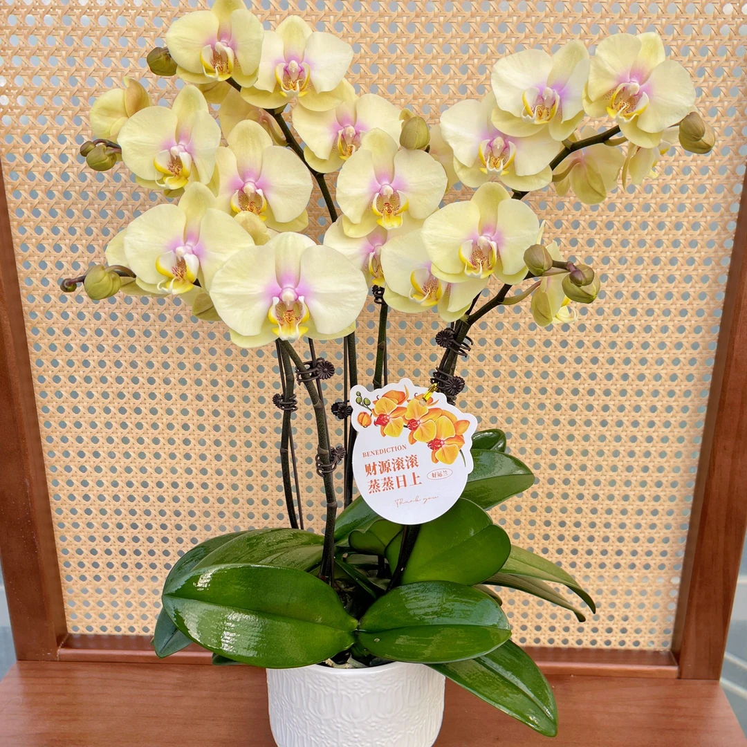 蝴蝶兰《金香玉】稀有色系 高端花卉 送礼乔迁 好养耐养碧绿爆根