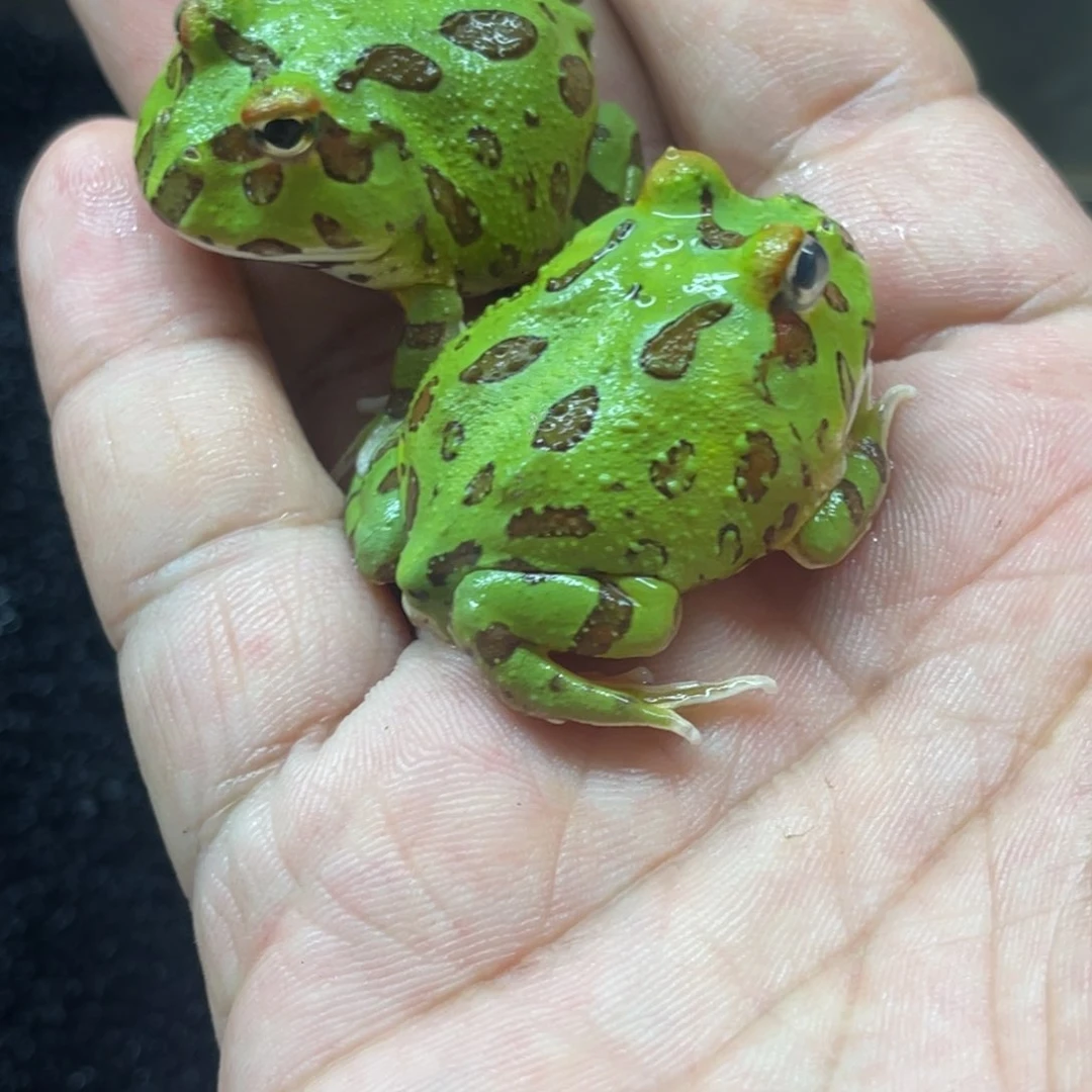 鸢***尾角蛙特价变异后代2只