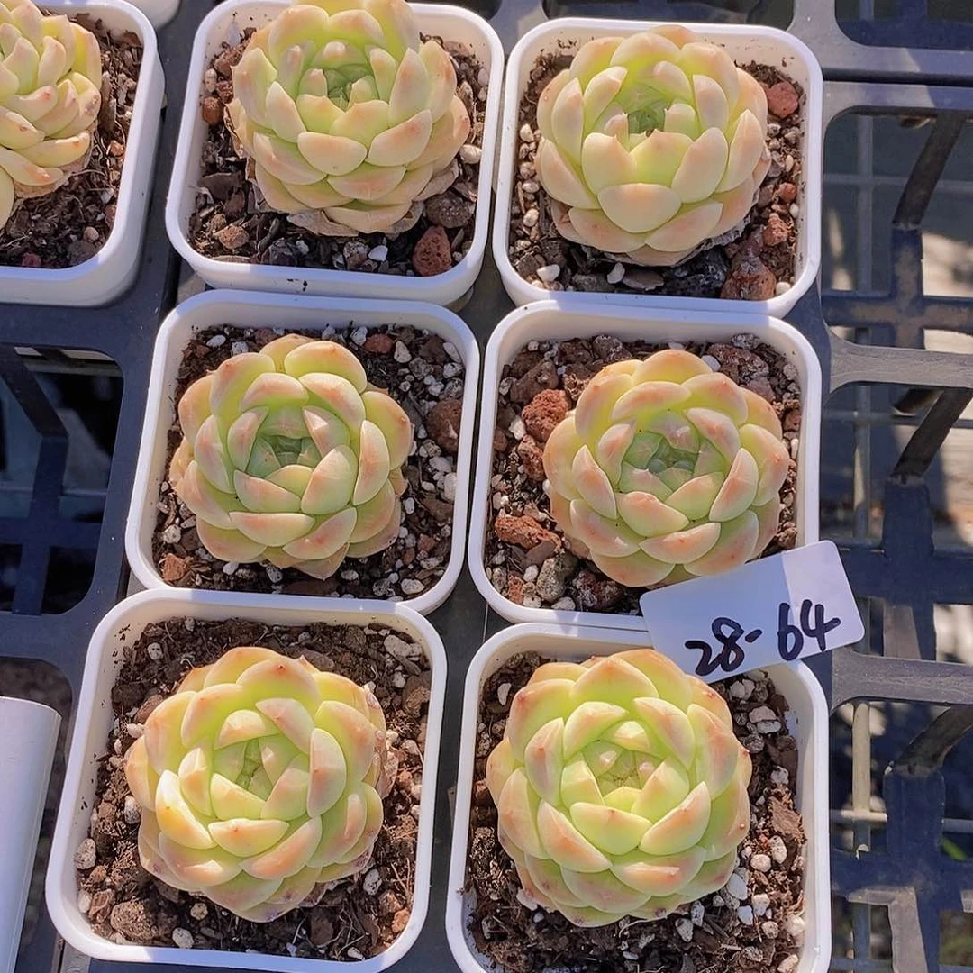 28-64-瑶池单头福利一颗量拍