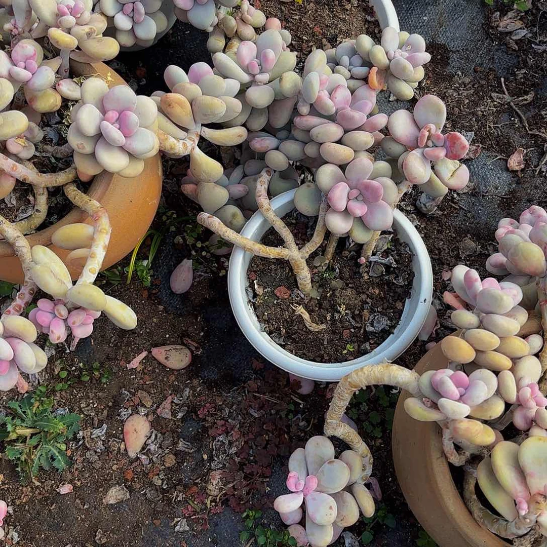 一*一颗紫乐高桩一颗圆叶桃蛋