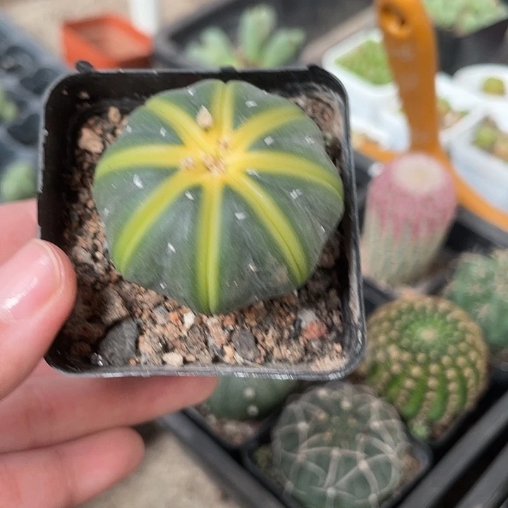 当前无花栽培后可以开花645仙人球开花植物