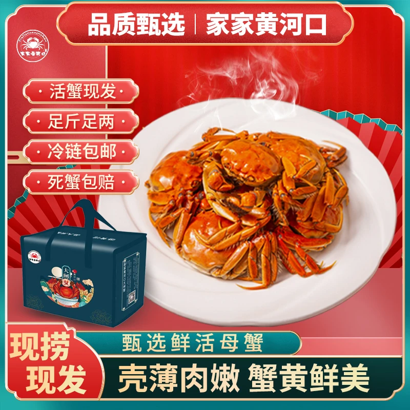 家家黄河口【送礼优选】鲜活大闸蟹精选全母蟹3.1-2.8两八只/十只