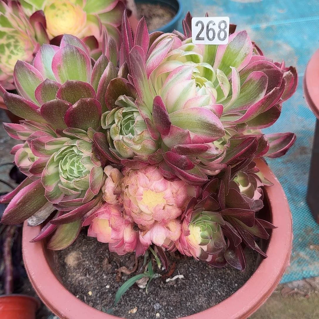 朵*多肉植物海王268