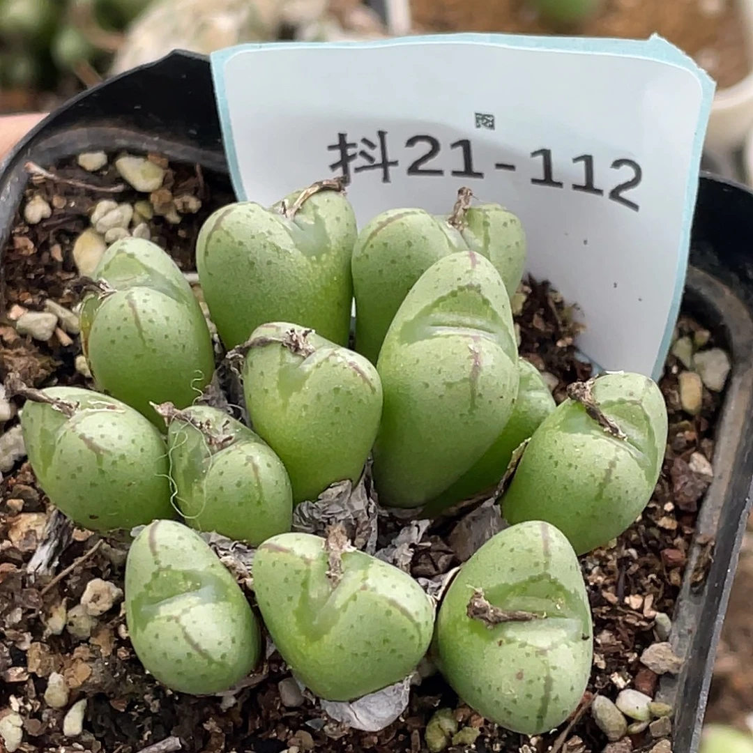 21-112肉锥多肉植物