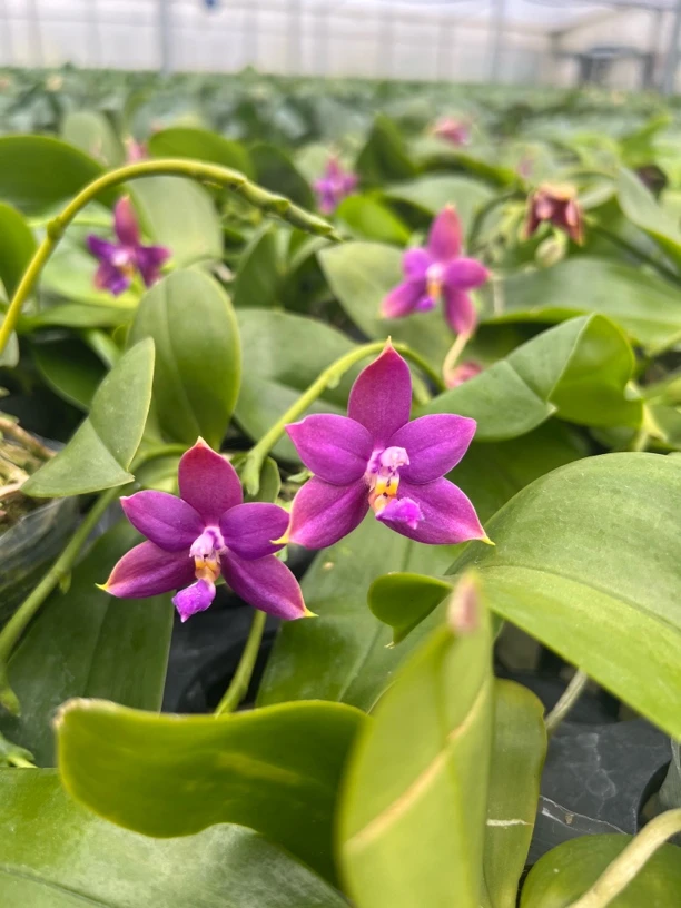 原生种蝴蝶兰带花苞浓香型盆栽室内四季花卉绿植