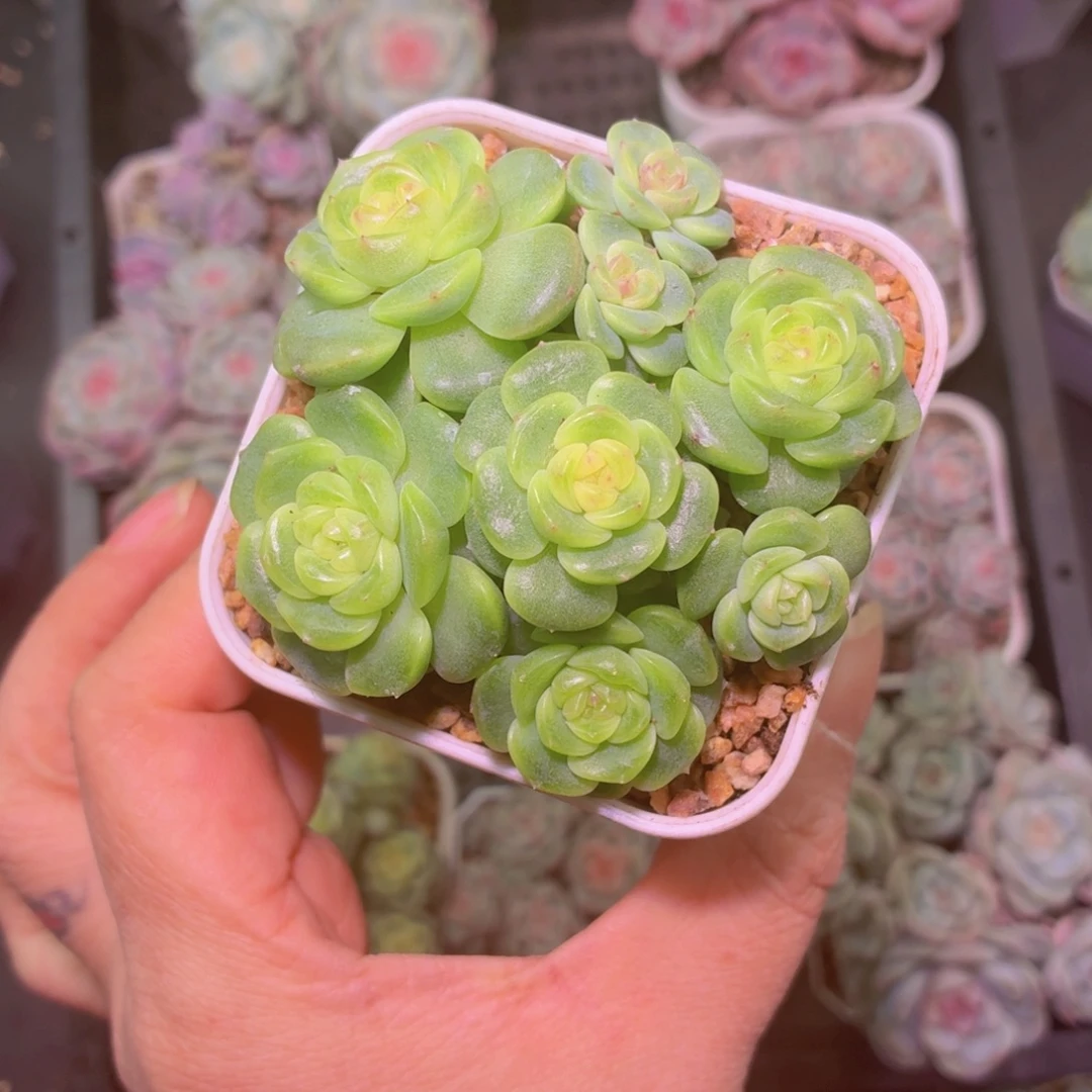 614甜心拼盘多肉植物