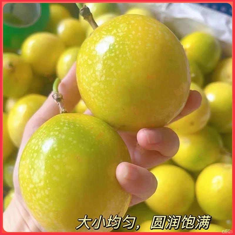 当季正宗钦蜜9号百香果香多汁黄金百香果现摘现发包邮原产地直发
