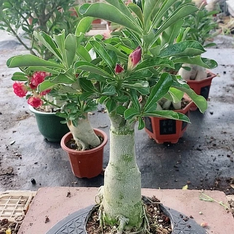 【闪购商品】无花朵花*子