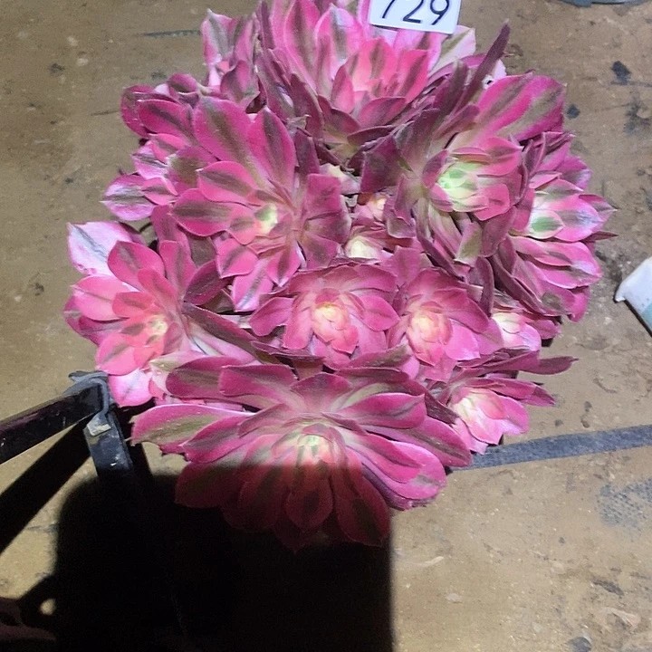 多肉植物法师729女巫