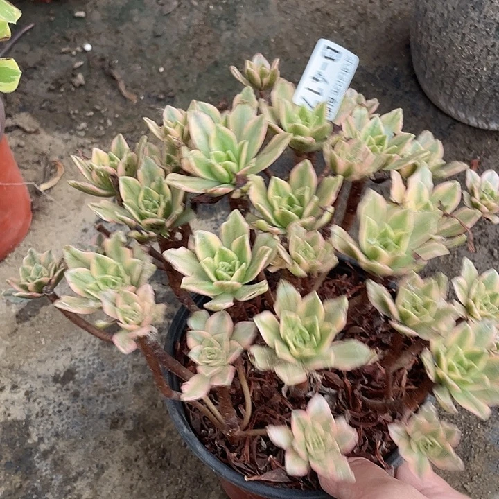 417甜茶多肉植物法师