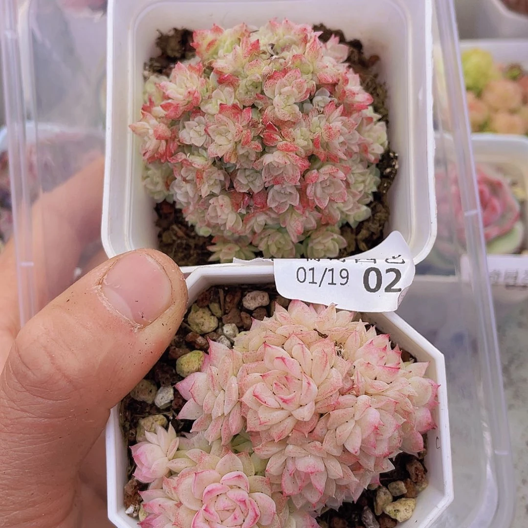 00000000000002量拍