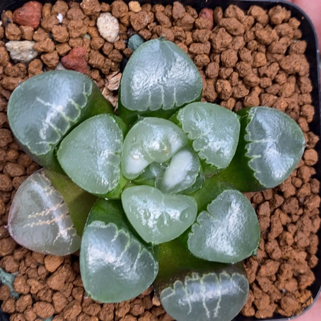 2902 一颗云窗实生 开播福利