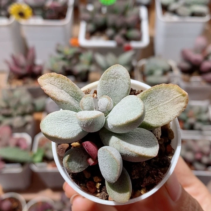 白雪公主水泡多肉植物