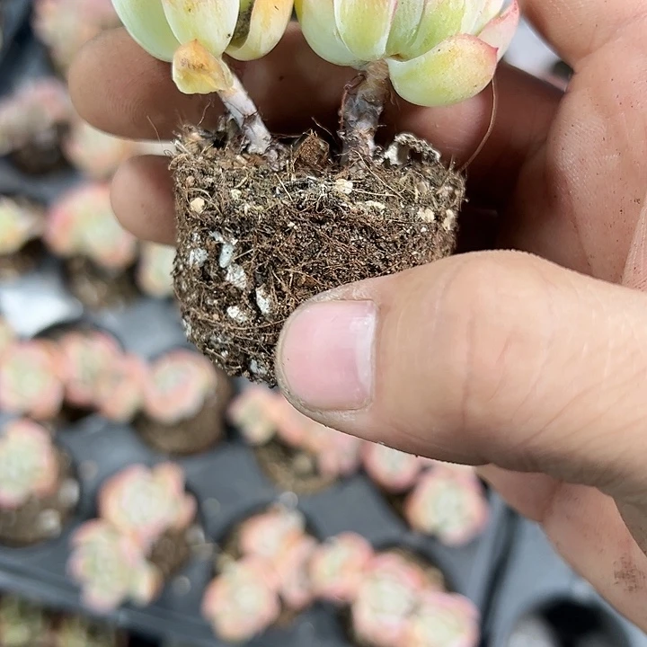 奶油贝瑞 满10颗包邮