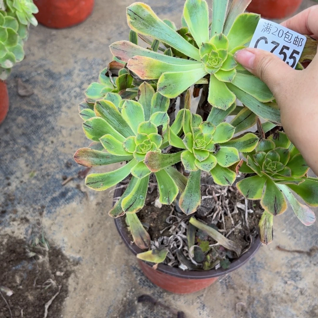 755多肉植物捧花的