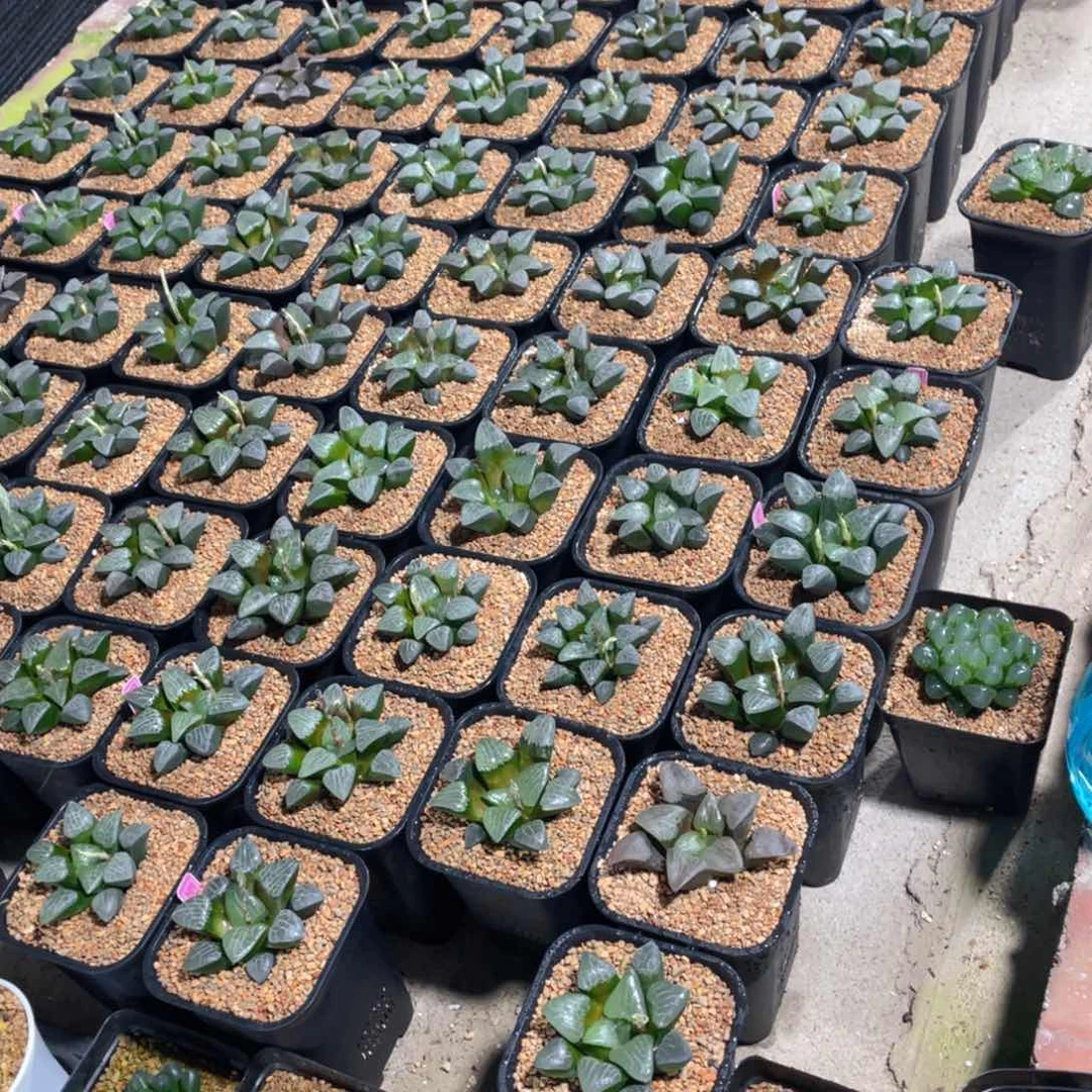 听*实生玉露寿➕换盆土。