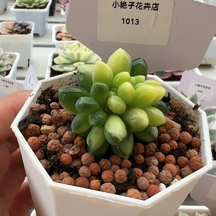 1013号千代田锦多肉
