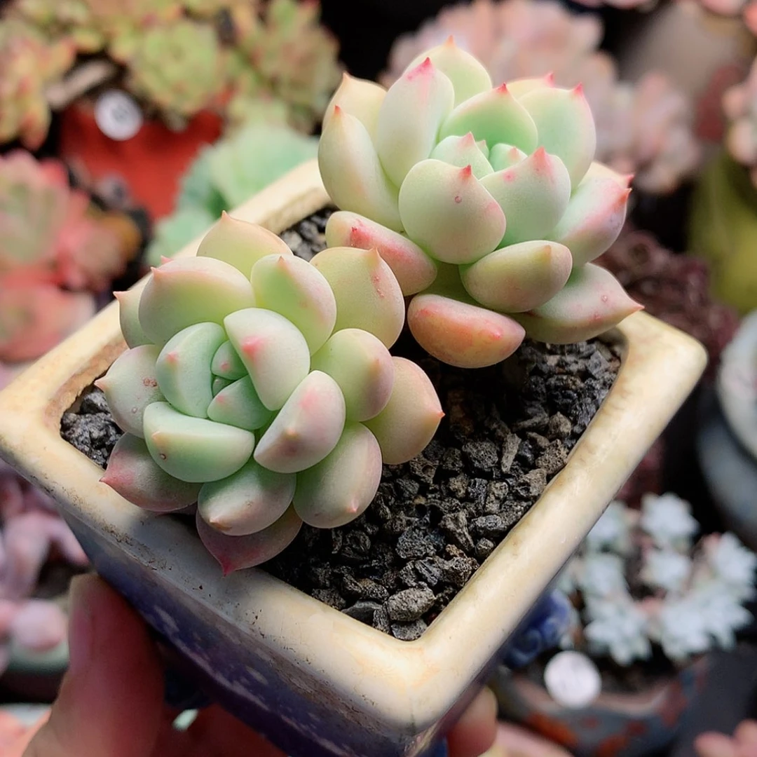 【闪购商品】雪泥带盆