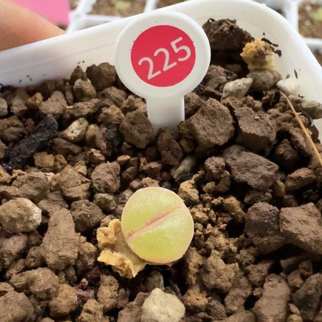 喵*崽多肉植物多肉植物225
