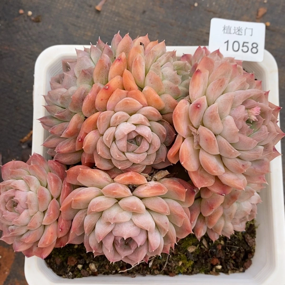 陈*芳杂交精品多肉1058